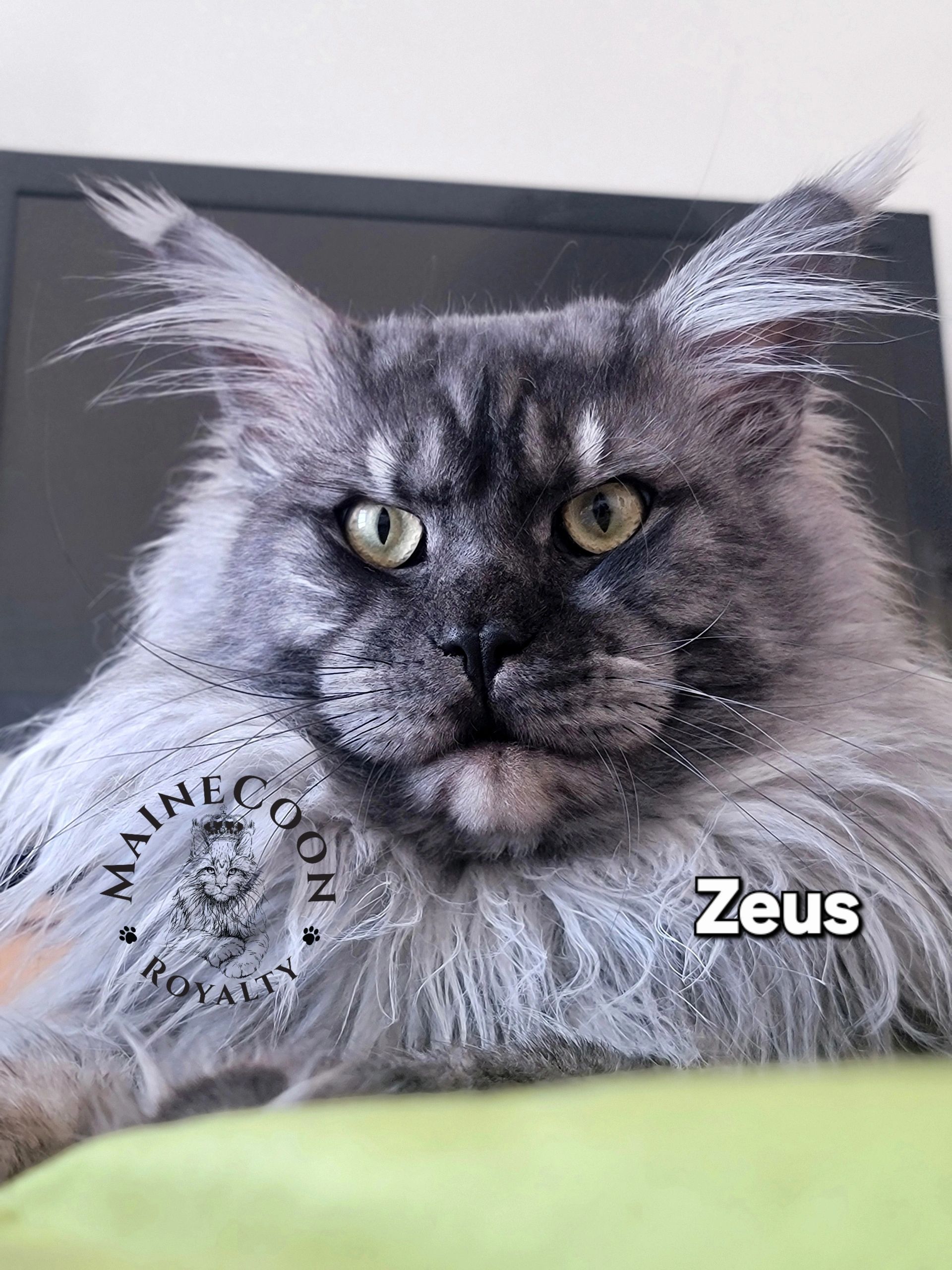 Zeus — Maine Coon Royalty king